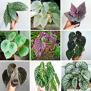 竹节类秋海棠室内耐阴鳟粉旗鱼华丽福寿海威红纹桌面四季开观叶花