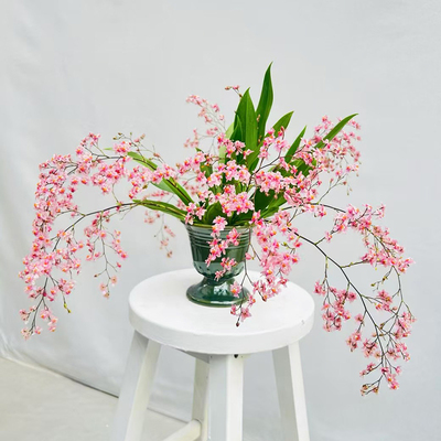 带花苞9支梦香水文心兰粉黄紫红色花卉绿植盆栽好养垂吊情绪价值