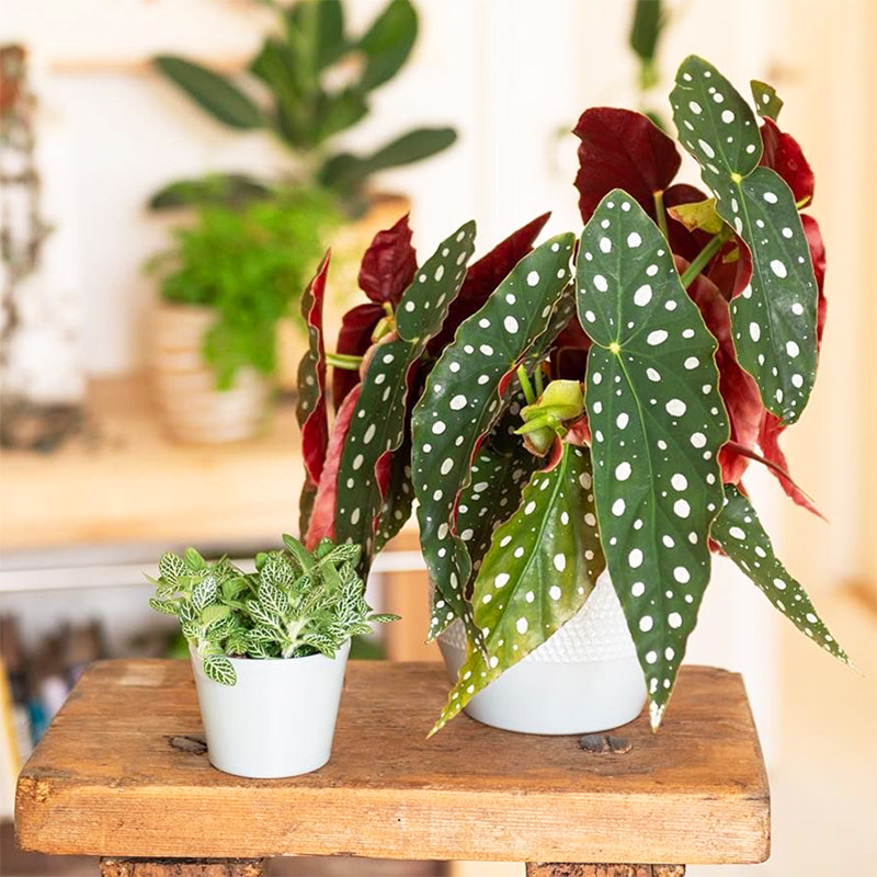 北欧风简约鳟粉旗鱼秋海棠盆栽勤开花卉绿植解压情绪价值四季好养