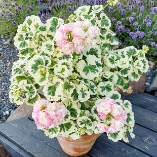 银边碗奎尔特夫人粉云天竺葵四季好养开花卉绿植盆栽观叶重瓣玫瑰