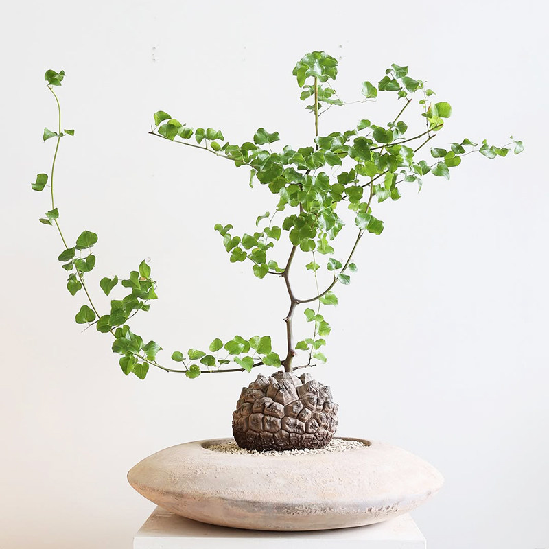 龟甲龙南非稀有块根实生爬藤垂吊观叶茎植物盆栽阳台好养一物一拍