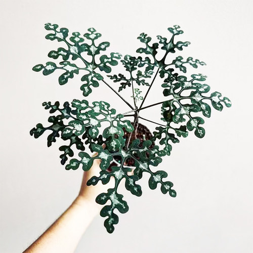 雪花西番莲块根潮流花卉绿植盆栽情绪价值好养宝石蓝梦幻绿北欧风
