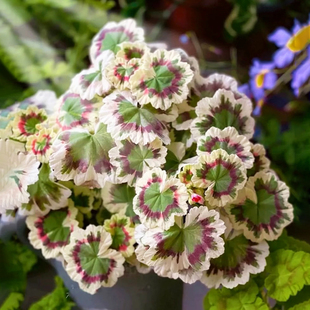 铂晶天竺葵奎尔特夫人银婚边碗观叶花卉绿植盆栽四季好养三色旗开