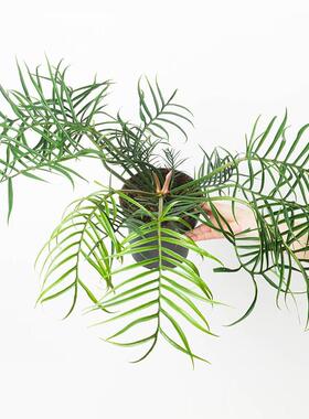 鱼骨蔓绿绒羽裂好养室内外耐阴观叶花卉绿盆栽ins风网红热植小众