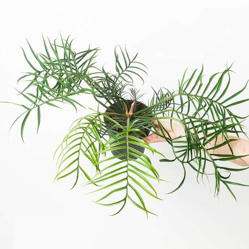 鱼骨蔓绿绒阳台室内耐阴好养