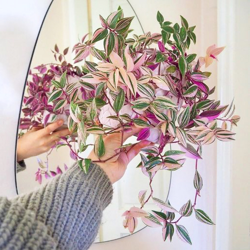 油画婚礼吊兰花园阳台净化空气