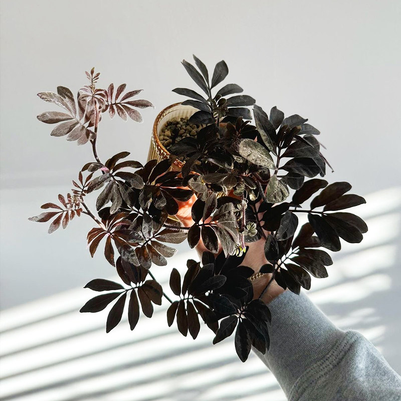 厄瓜多尔紫茄暗黑系列小众治愈观叶垂吊兰可爱花卉绿植盆栽多年生