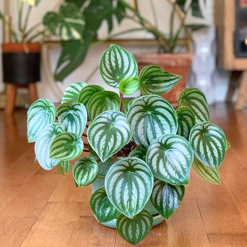 北欧风大小叶西瓜皮椒草花卉绿植盆栽桌面办公室耐阴好养情绪稳定,鲜花速递/花卉仿真/绿植园艺,绿植,淘宝优惠券,粉丝福利购,淘宝优惠卷