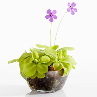 苹果赛提爱思捕虫堇驱蚊食虫萌萌可爱治愈系好养花卉植物盆栽捕蝇