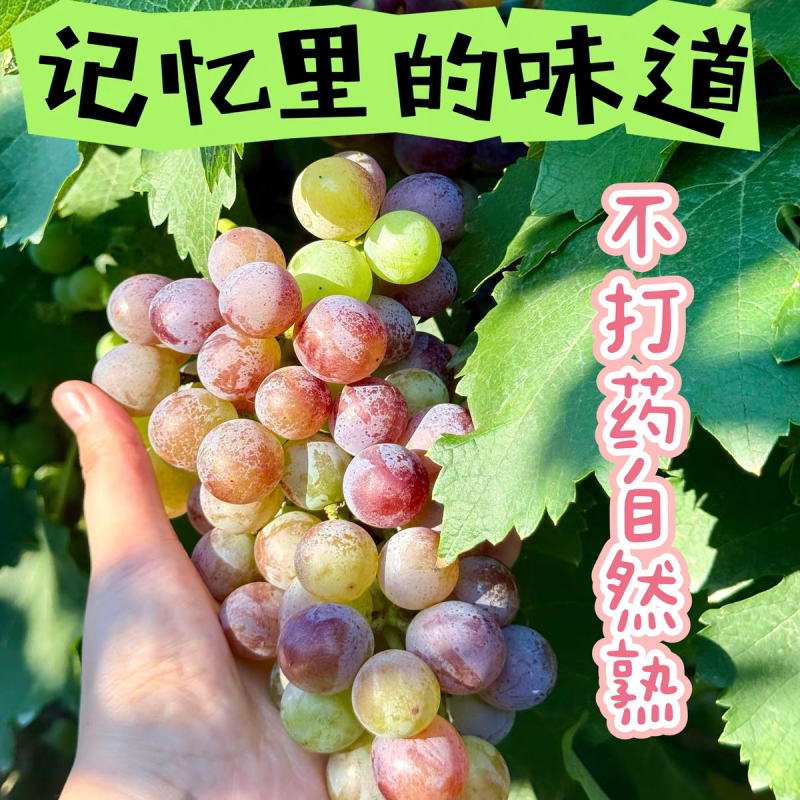 老式巨峰葡萄青红葡萄自然熟