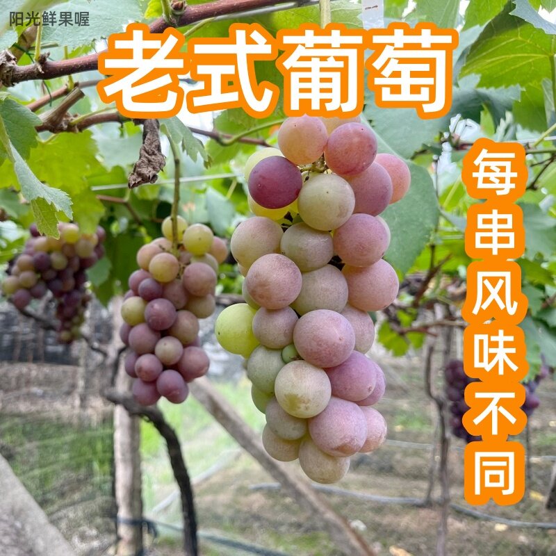 老式葡萄青红巨峰葡萄