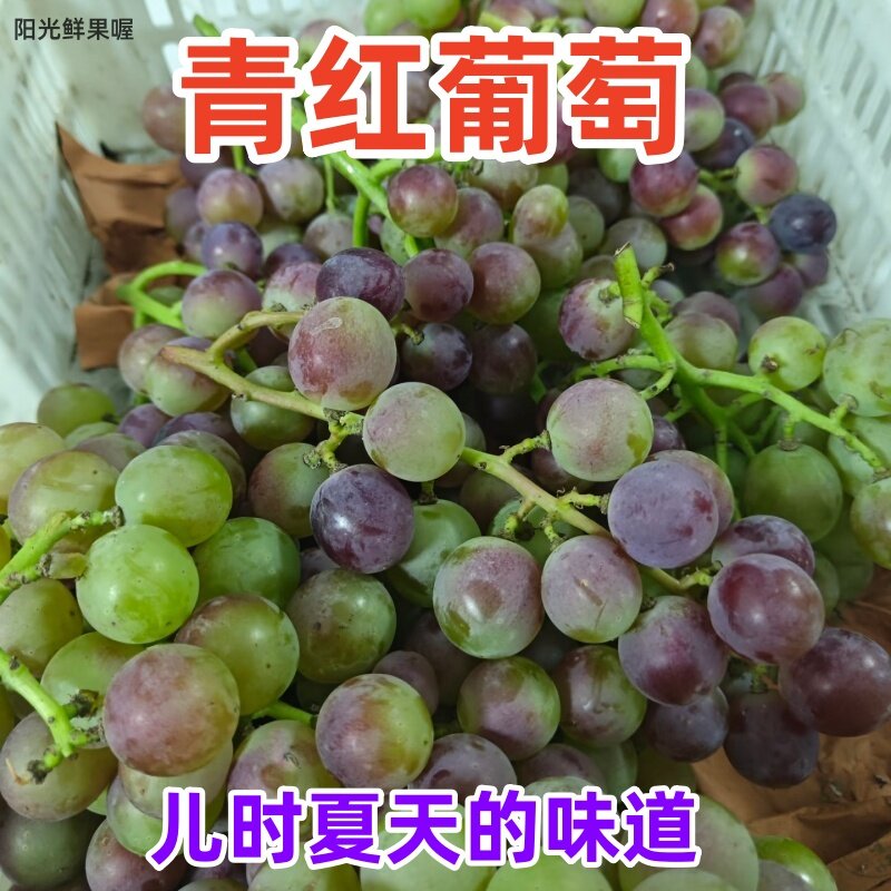 老式葡萄青红巨峰葡萄