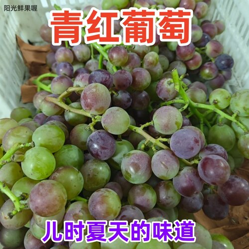老式葡萄青红巨峰葡萄