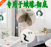 下水道小飞虫灭杀神器治理套装 蛾蚋卫生间燕安无毒一年蛾蠓杀虫剂