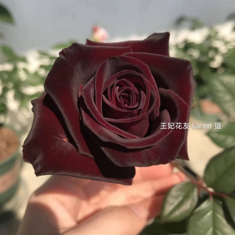 阳台月季黑巴克(black baccara)丝绒感切花玫瑰花苗 天热开花不正