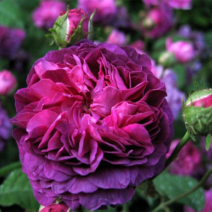 深紫红色比利时月季阳台四季