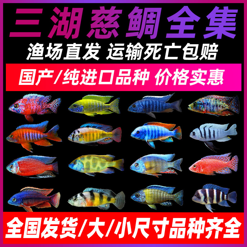三湖慈鲷哪个牌子好 三湖慈鲷品牌排名前10名 最宠网