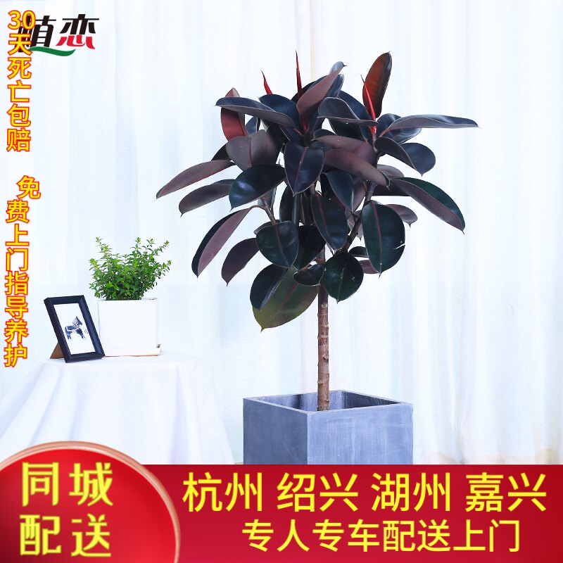 绿植橡皮树黑金刚宁波杭州盆栽