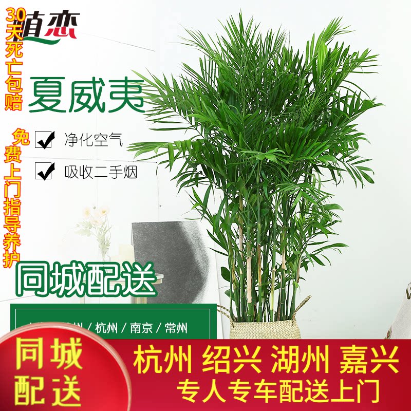 夏威夷椰子凤尾竹盆栽盆景花卉植物进化空气吸甲醛室内办公室竹榈