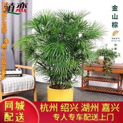 同城专人专车配送植物上门