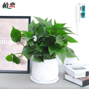 绿萝室内盆栽植物盆景去甲醛植物净化空气绿萝小盆栽客厅书房杭州