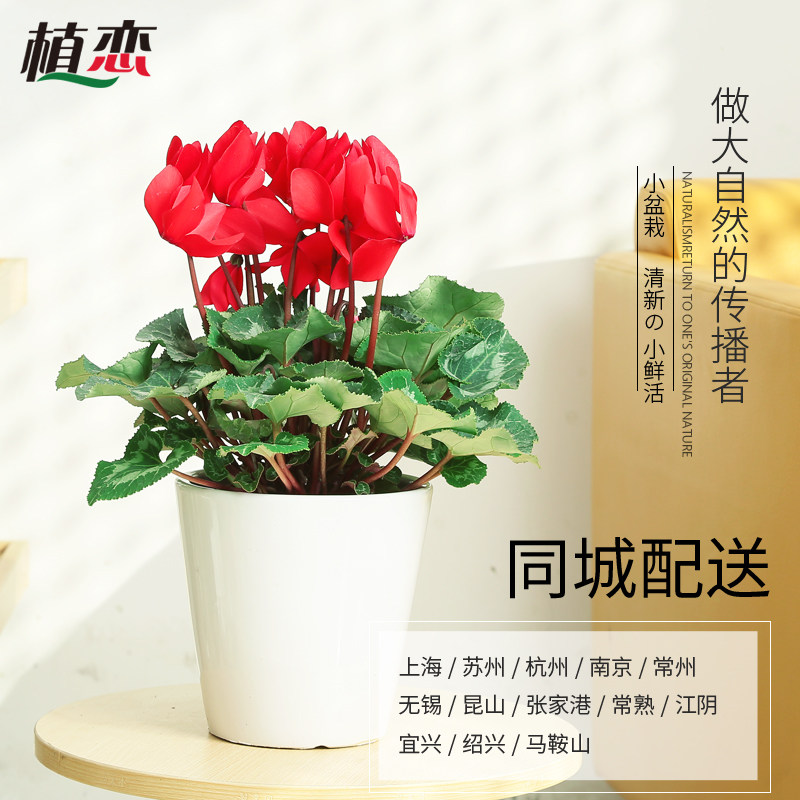 仙客来盆栽绿色植物花卉四季开花室内阳台较耐寒进化空气杭州宁波