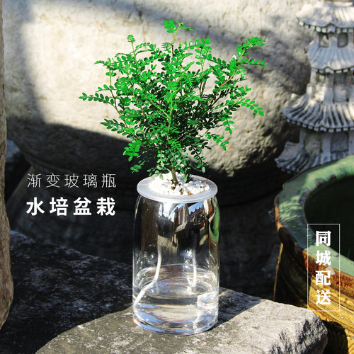 发财树小绿植盆栽办公室内桌面多肉好养植物虎皮兰文竹水培玻璃瓶