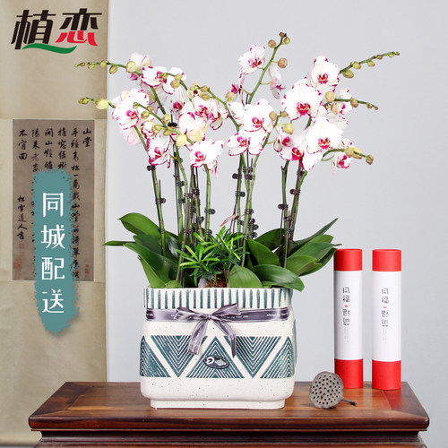 绿植乔迁开业礼品蝴蝶兰同城配送