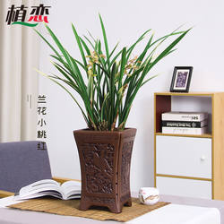 建兰四季兰小桃红带花苞盆栽兰花浓香居家绿植花卉 杭州绍兴配送
