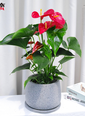 红掌盆栽绿植四季常开红色花卉四季开花植物杭州宁波绍兴配送