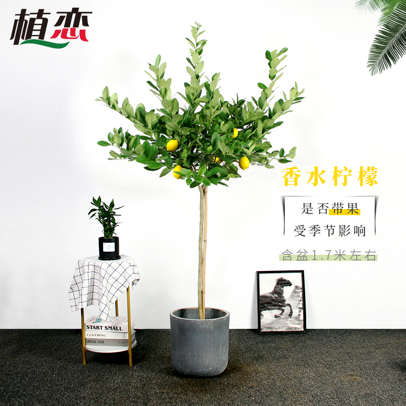 香水柠檬树盆栽花卉绿植大型室内外庭院高杆植物杭州同城配送