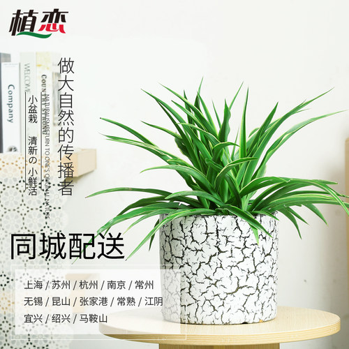 吊兰青叶吊兰金边吊兰盆栽绿植花卉阳台院子吸甲醛防辐射杭州宁波 - 封面