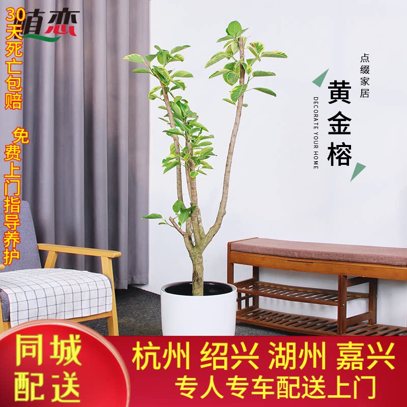 净化空气黄金榕盆栽植恋净化空气