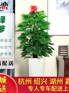 大叶绿萝柱室内大型盆栽绿色植物净化空气去除甲醛 杭州宁波绍兴