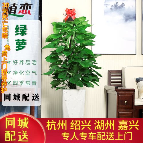 大叶绿萝柱室内大型去除杭州宁波