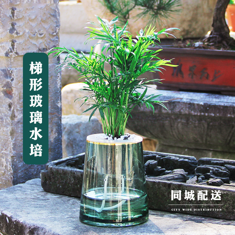 办公室内花绿植小盆栽千年木清香木文竹好养活水培玻璃瓶净化空气