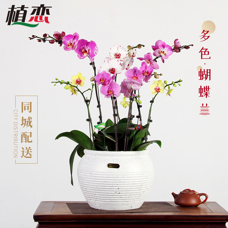 多色组合高档礼品杭州年宵花卉