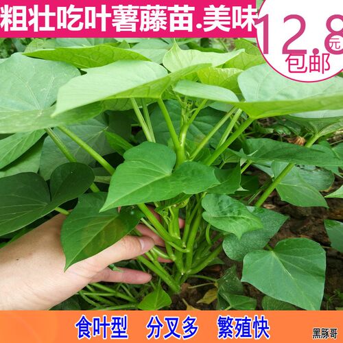 台湾红薯叶苗价格 台湾红薯叶苗图片 星期三