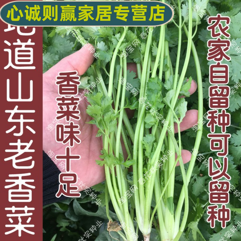 农家山东老香菜种子 春夏秋四季播蔬菜籽 老芫荽阳台盆栽大臭菜孑