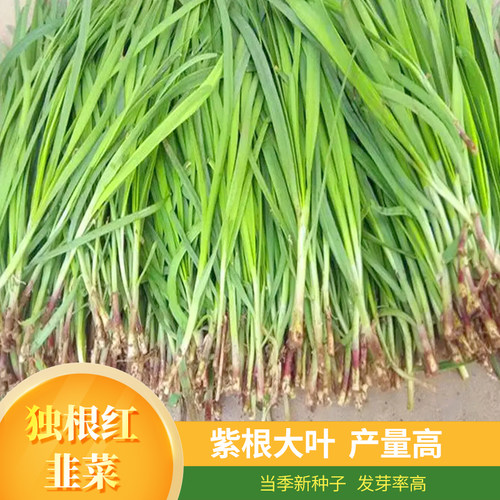 寿光独根红四季韭菜种子香味浓