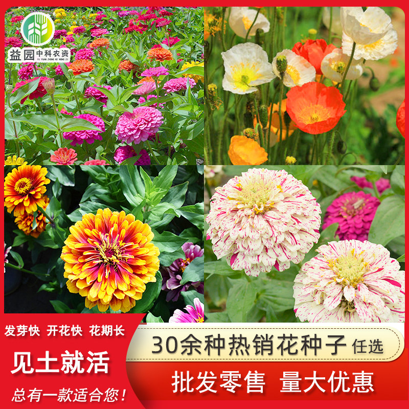 波斯菊种子格桑花四季易活花卉盆栽 室外庭院太阳花向日葵种孑籽