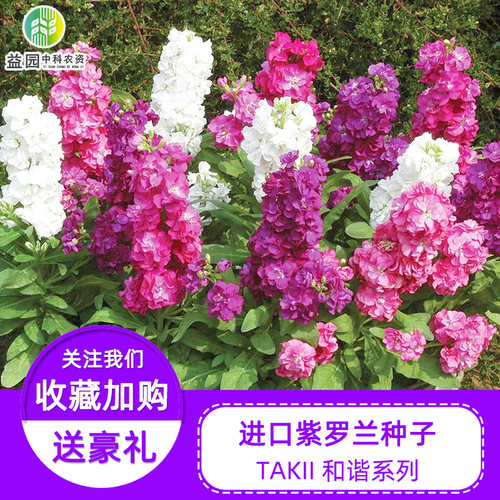 紫罗兰takii进口和谐春季花种子