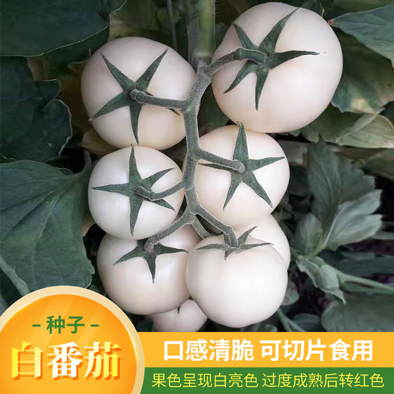 白番茄种子生吃超甜大果金桔西红柿春夏秋四季阳台盆栽高产种籽孑