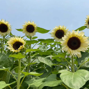 白月光进口切花向日葵种子籽四季观赏美国白色恋人黑心夜葵花种孑