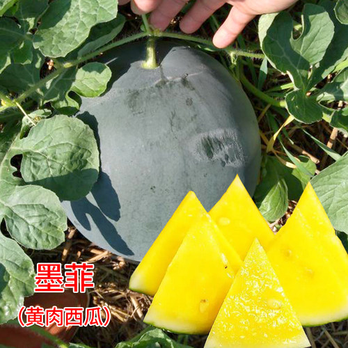 无籽特大巨型高产水果西瓜种子