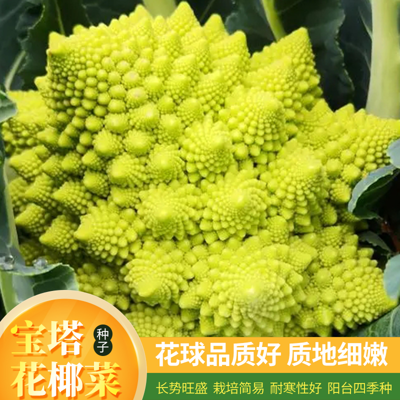 蔬菜种子进口阳台盆栽春季花椰菜