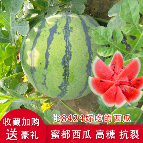 美都西瓜种子麒麟瓜籽中原早熟孑