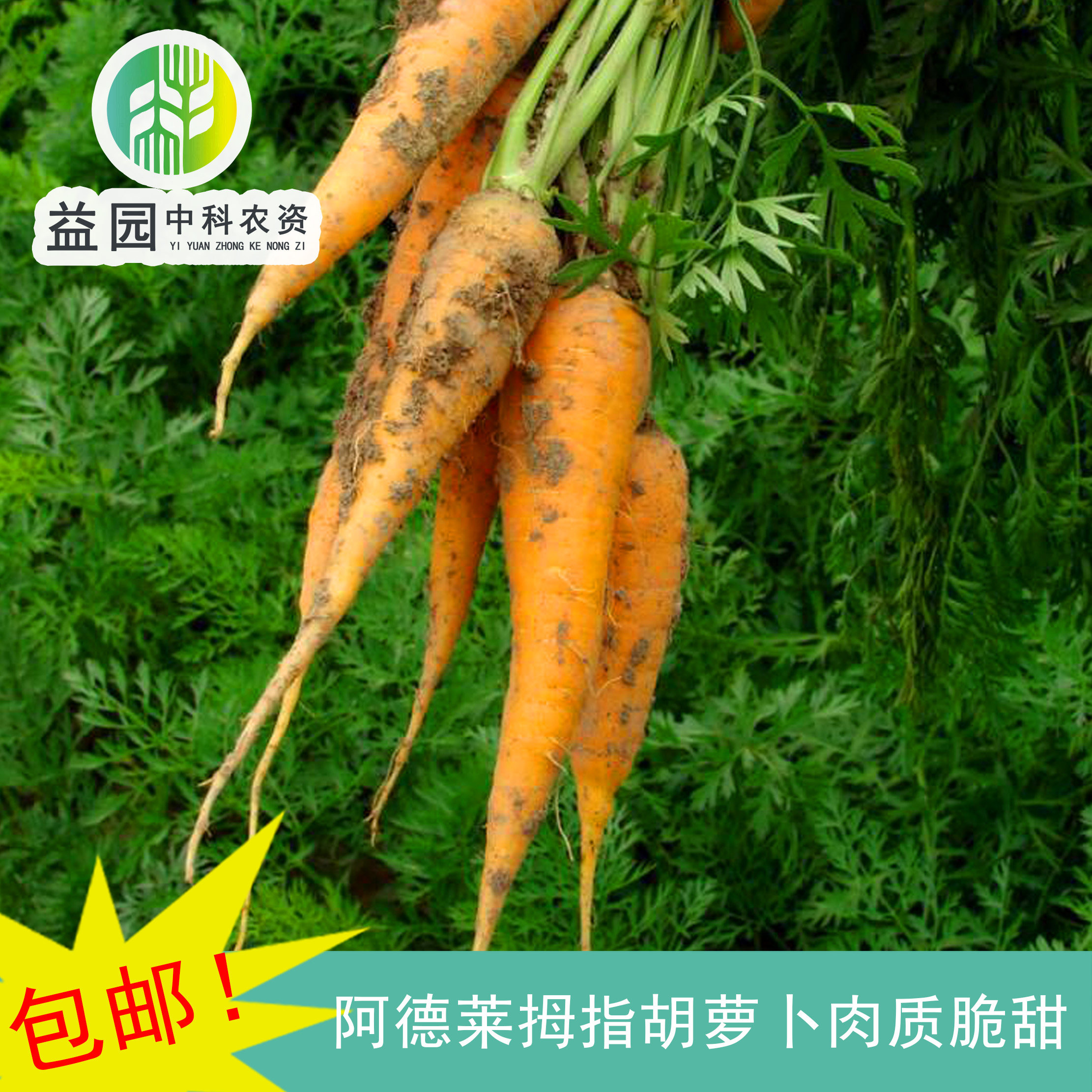 拇指迷你胡萝卜种子阿德莱荷兰bejo四季盆栽儿童甜脆蔬菜水果