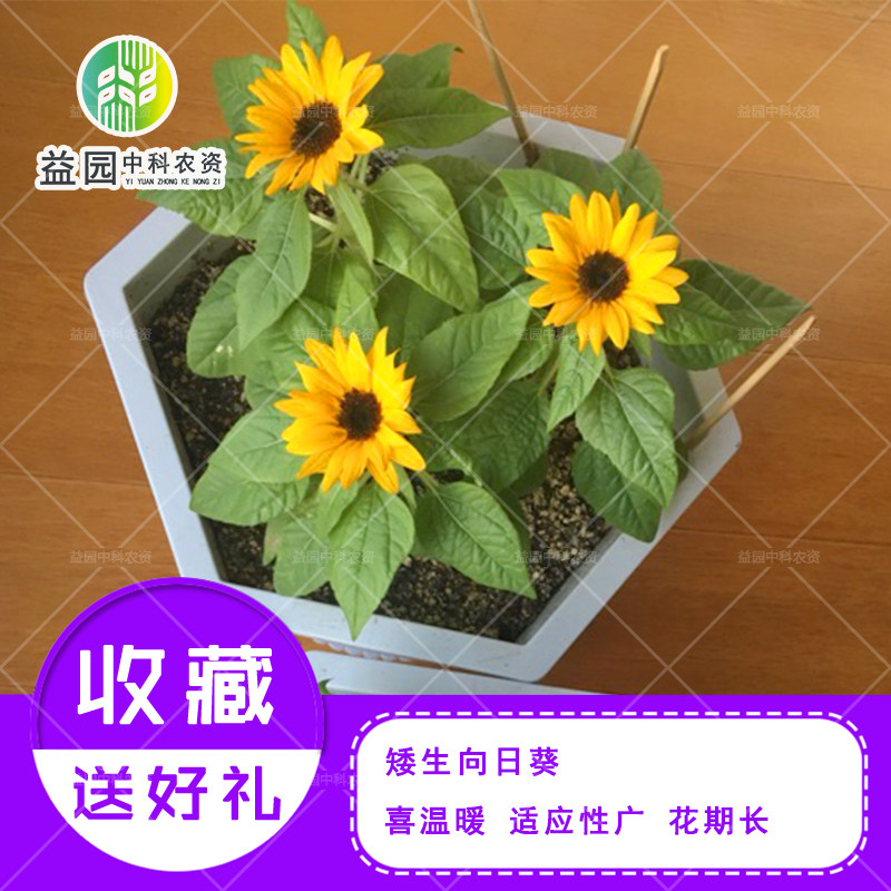 矮生向日葵种子 迷你盆栽太阳花观赏阳台盆栽四季播易种花卉