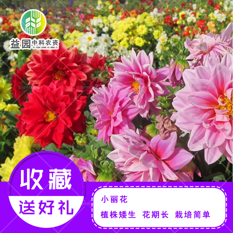 小丽花种子混色地瓜花室外庭院室内阳台盆栽多年生四季种易活花籽